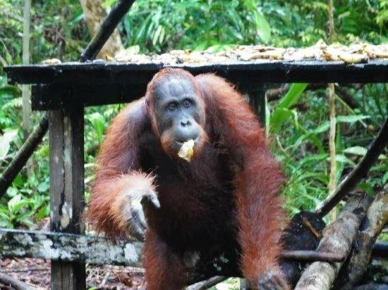 Arut Riverside Orangutan Guest house